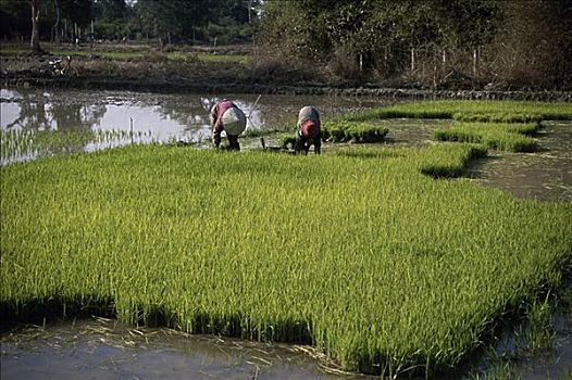 稻田,万象,老挝
