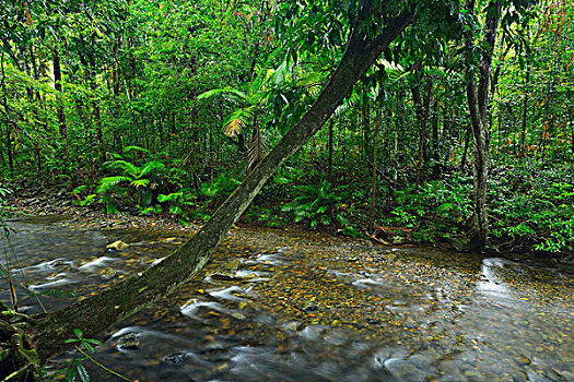 溪流,雨林,困苦,国家公园,昆士兰,澳大利亚