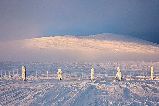 冰冻,围栏,雪,国家公园,拉普兰,芬兰