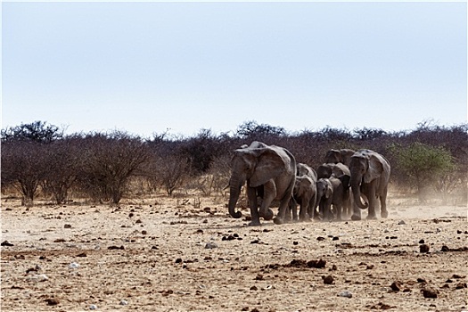 牧群,非洲象,喝,泥,水坑
