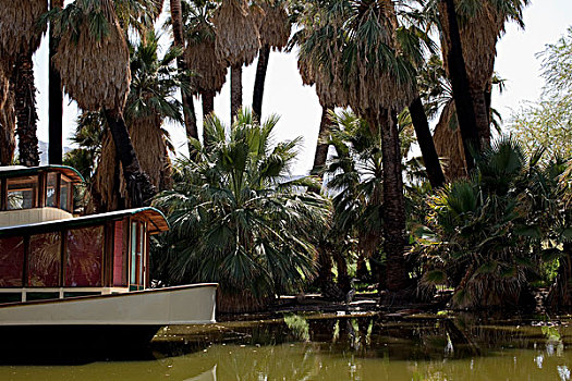 热带,水塘,船,棕榈树,树,背景