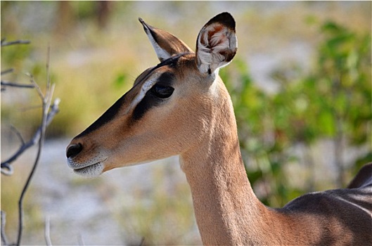 黑斑羚,国家公园,纳米比亚