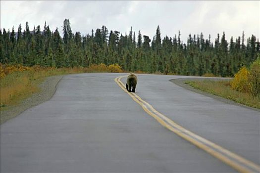 棕熊,走,道路,德纳里峰,国家公园,阿拉斯加,美国