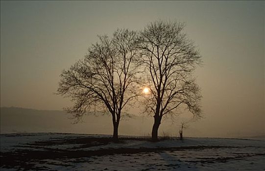 悬铃木,冬天,巴伐利亚,德国