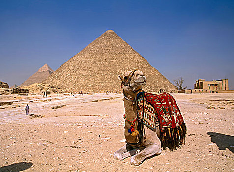 骆驼,基奥普斯,金字塔,埃及