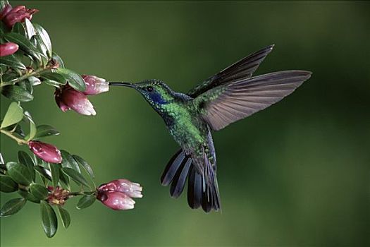 绿紫耳蜂鸟,蜂鸟,进食,授粉,花,石南,蒙特维多云雾森林自然保护区,哥斯达黎加