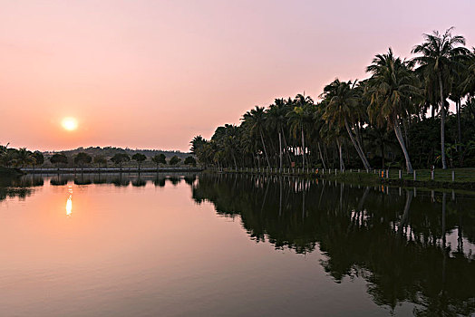 夕阳照射在湖边的椰树林