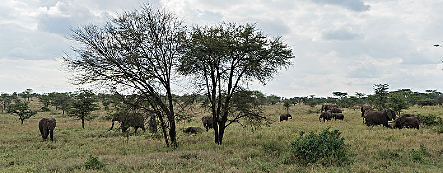 非洲大象001