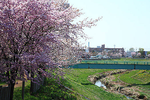 排,樱桃树,河