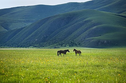 马,站立,地点,生态,保存,内蒙古,中国