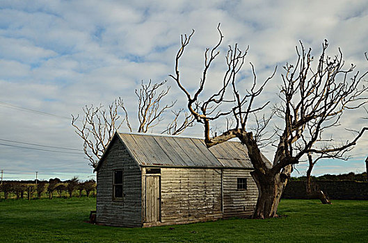 小屋,古迹,圆形,头部,塔斯马尼亚,澳大利亚
