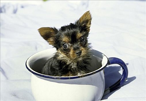 约克郡犬,小狗,茶杯