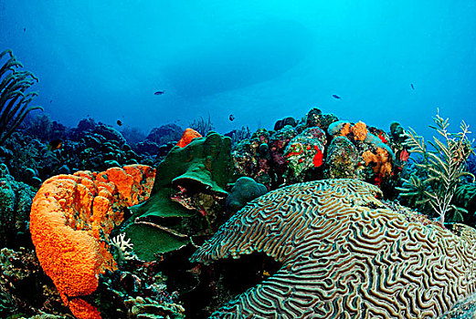 加勒比海,珊瑚礁,伯利兹