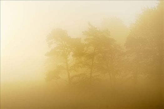 晨雾,上方,风景,瑞典