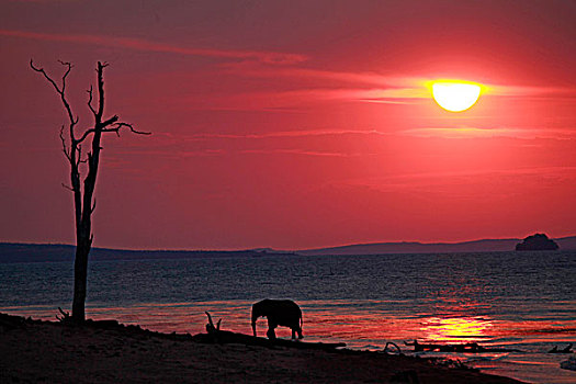 津巴布韦,山,太阳,孤单,大象,岸边,卡里巴湖