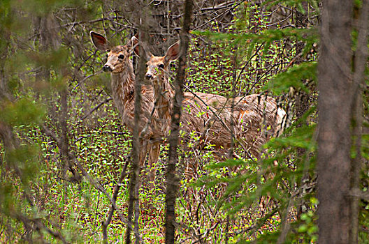 两个,雌性,白尾鹿,站立,树林,弓形谷,大路,班芙国家公园,艾伯塔省,加拿大