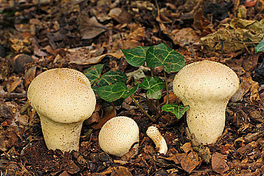 马勃菌,蘑菇,结果,常春藤,欧洲