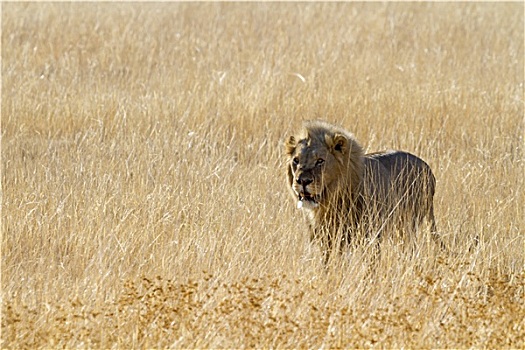 狮子,国家公园