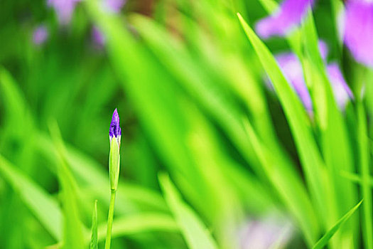 待放花蕾