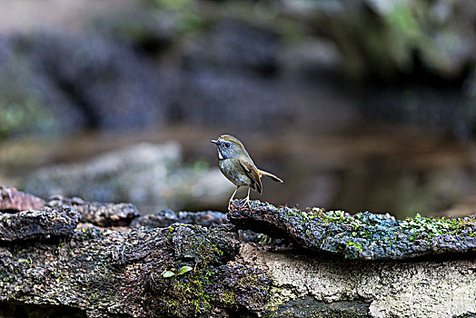 白喉姬鹟,树林中觅食的鸟