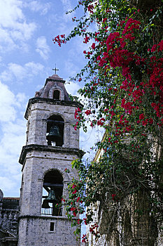 古巴,老哈瓦那,大教堂,塔,叶子花属