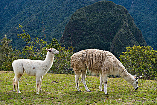 两个,美洲驼,放牧,马丘比丘,乌鲁班巴河谷,靠近,库斯科,安第斯山,秘鲁,南美