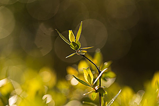 梦幻植物