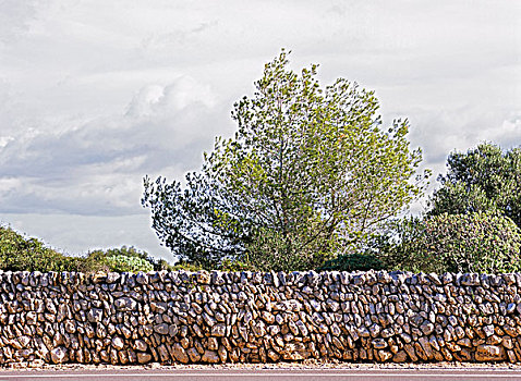 石墙,松树
