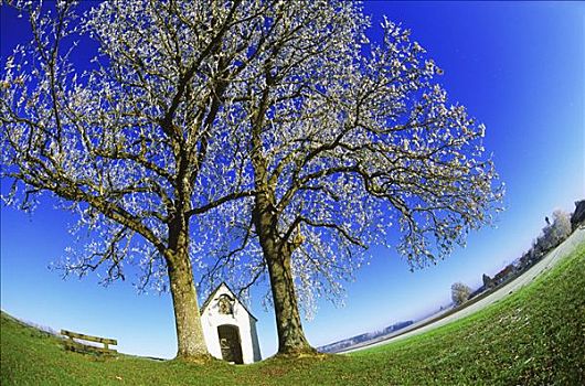 树,白霜,小教堂,巴伐利亚,德国