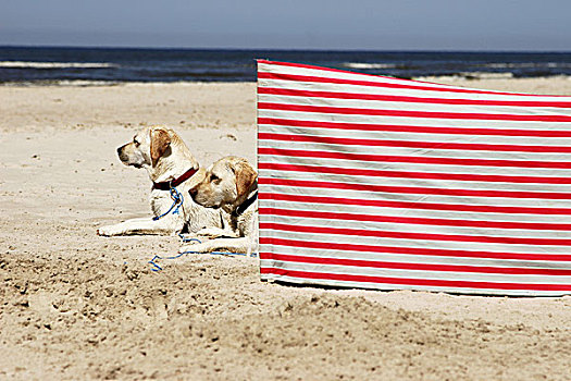 海滩,狗,复得,卧,风障,动物,两个,宠物,顺从,沙滩,海洋,度假,晴天,无人,复原