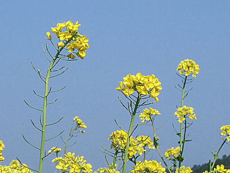 春季黄色油菜花特写自然景观