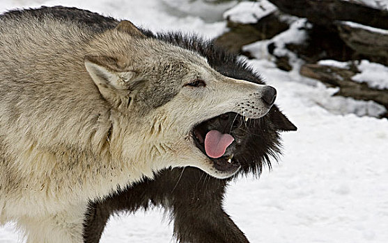 大灰狼,狼,一对,展示,强势,顺从,动作,蒙大拿