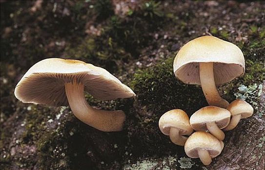 蘑菇,巴伐利亚森林,德国,欧洲