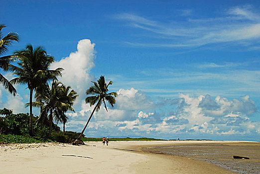 巴西,伯南布哥,白色,海滩,棕榈树