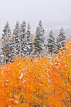 初雪,白杨,松树,印尤国家森林,内华达山脉,加利福尼亚,美国