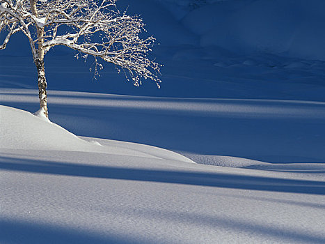 雪原