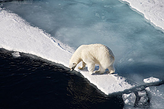 北极熊,融化,海冰,俯拍,游船,斯瓦尔巴特群岛,挪威