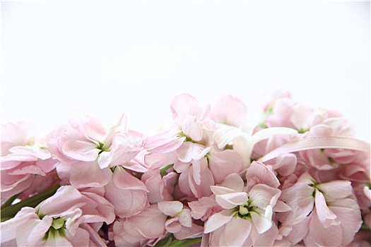 苍白,粉色,花