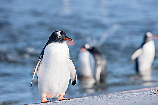 巴布亚企鹅,岩石上,南极