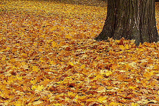 秋色,叶子,地上,公园