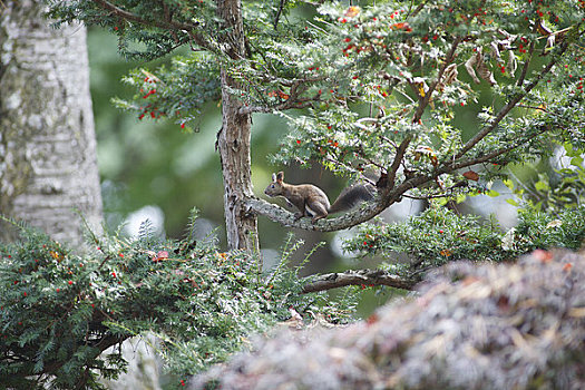 北海道,松鼠,树上