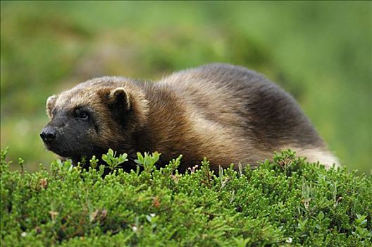 狼獾,挪威北部,斯堪的纳维亚,欧洲