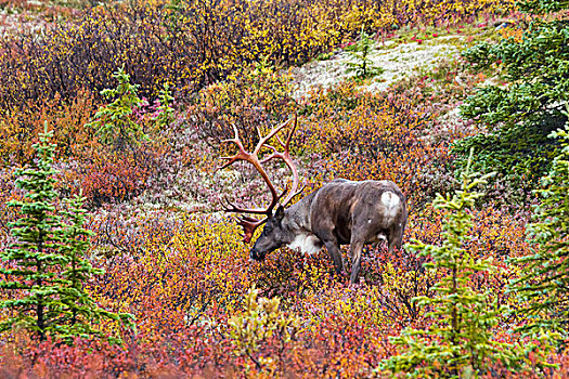 雄性动物,北美驯鹿,站立,黄色,红色,秋色,德纳里峰国家公园,阿拉斯加,美国