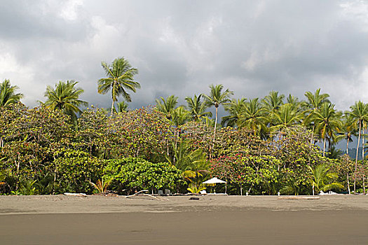 空,海滩,棕榈树,空椅子,哥斯达黎加