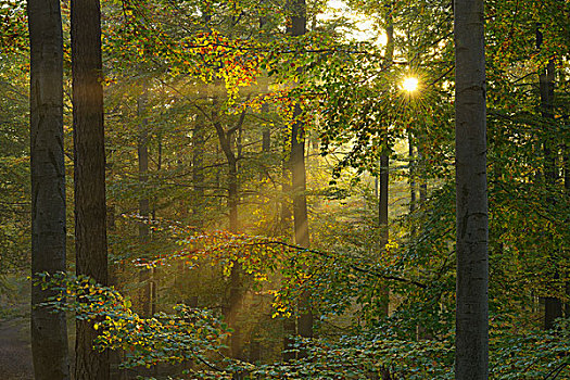 阳光,山毛榉,树林,晨雾,施佩萨特,巴伐利亚,德国