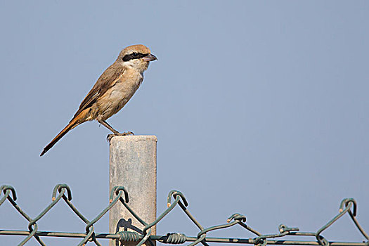 伯劳鸟,成年,栖息,栅栏柱,马斯喀特,阿曼,亚洲