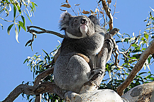 澳大利亚,维多利亚,奥特韦国家公园,幼兽,树袋熊