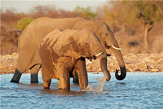 大象,饮用水