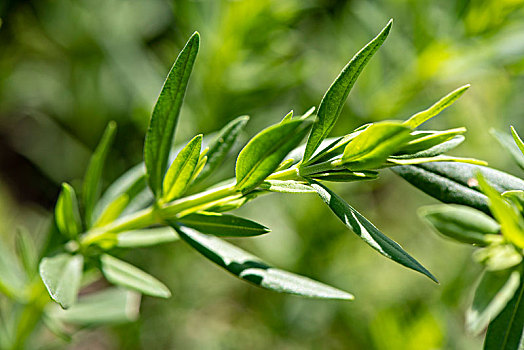 牛膝草,草药,天然药物