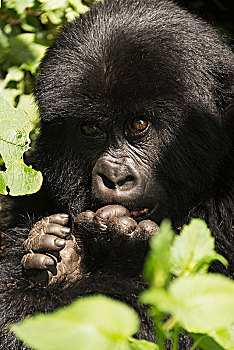 幼仔,东方,大猩猩,斑驳,阳光,看,向上,正面,脸,坐,树林,被树叶包围了,西部,省,卢旺达